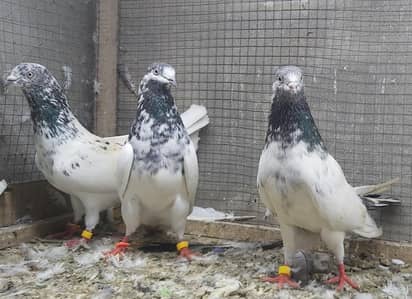 Sialkoti Goldan Taadi Joro Waly Kabotar For Sale.
