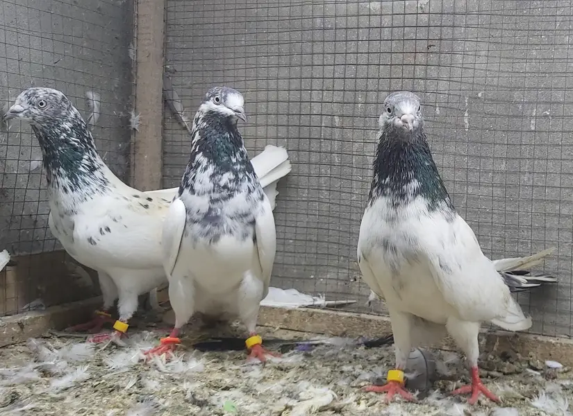 Sialkoti Goldan Taadi Joro Waly Kabotar For Sale.