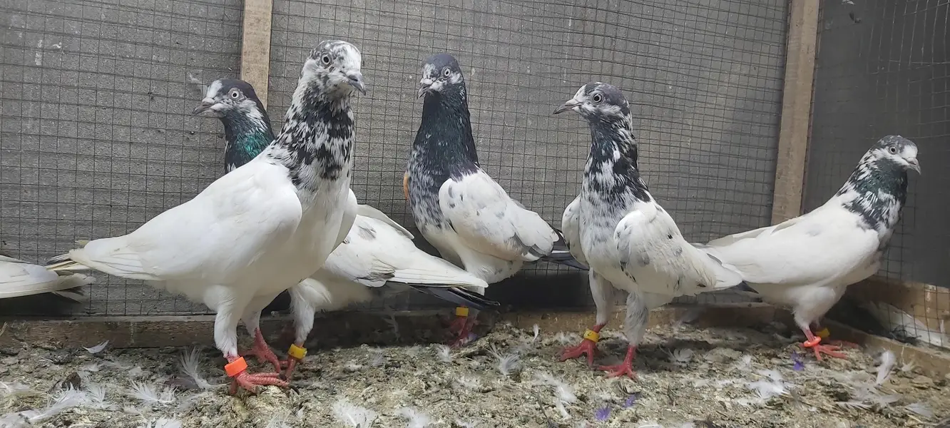 Sialkoti Goldan Taadi Joro Waly Kabotar For Sale. — photo 2