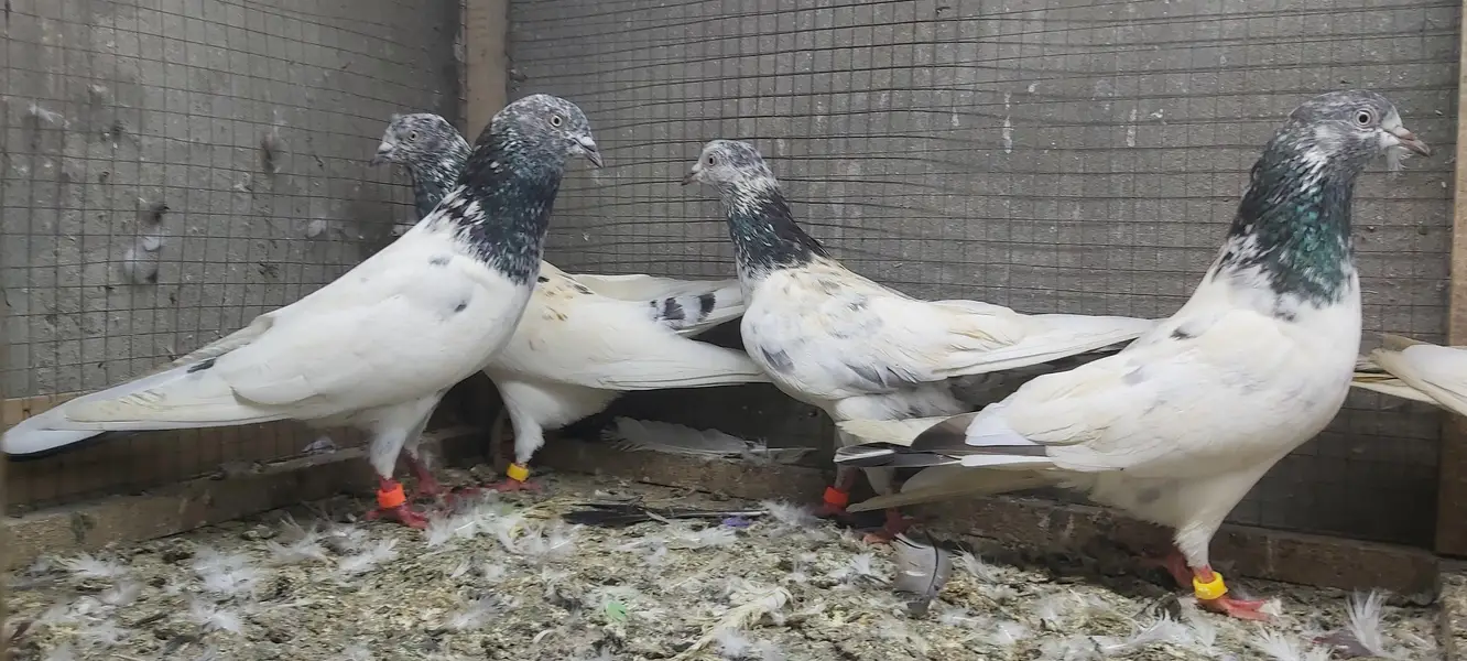 Sialkoti Goldan Taadi Joro Waly Kabotar For Sale. — photo 3