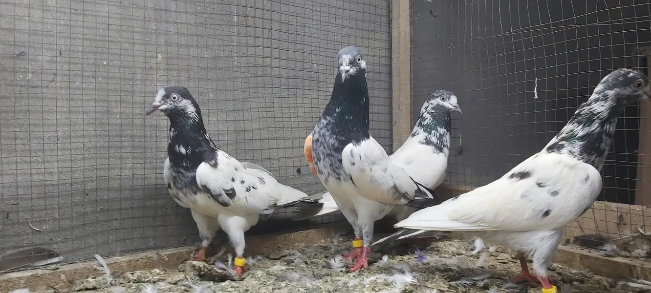 Sialkoti Goldan Taadi Joro Waly Kabotar For Sale. — photo 4