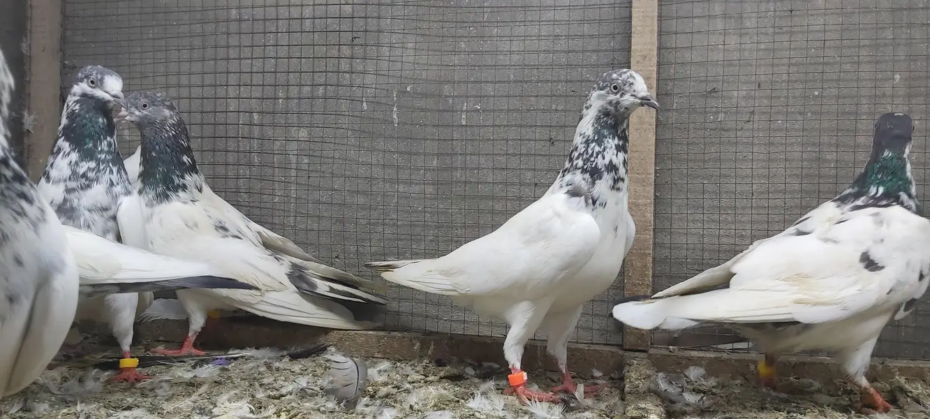 Sialkoti Goldan Taadi Joro Waly Kabotar For Sale. — photo 7