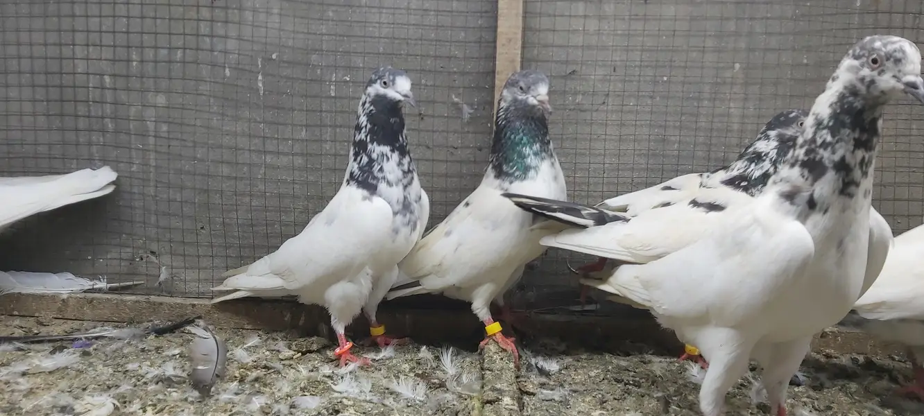 Sialkoti Goldan Taadi Joro Waly Kabotar For Sale. — photo 8