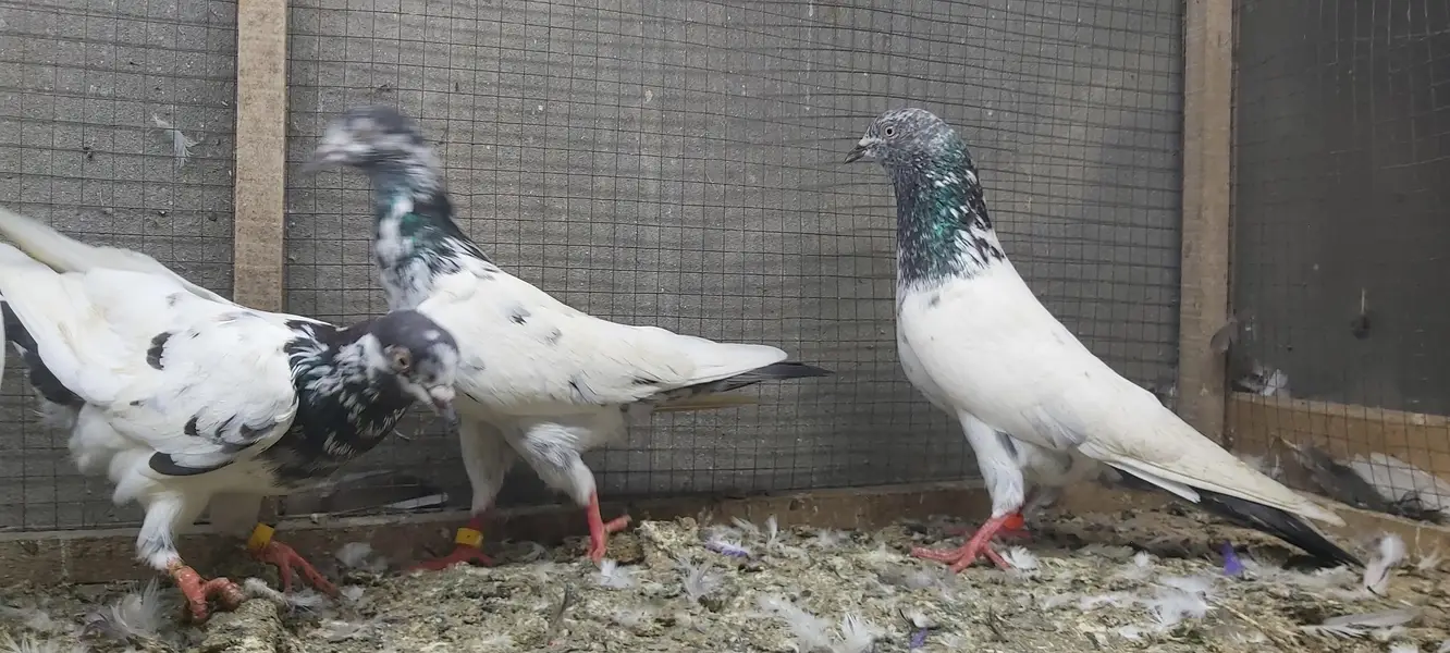 Sialkoti Goldan Taadi Joro Waly Kabotar For Sale. — photo 9
