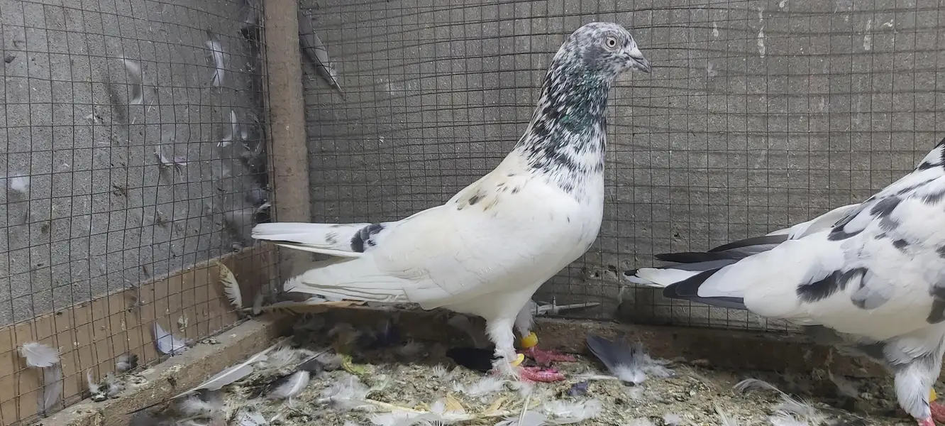 Sialkoti Goldan Taadi Joro Waly Kabotar For Sale. — photo 10