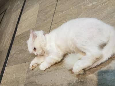 Femal persian Cat he Triple cot Brown Eyes ha Bht Zayada Friendly he