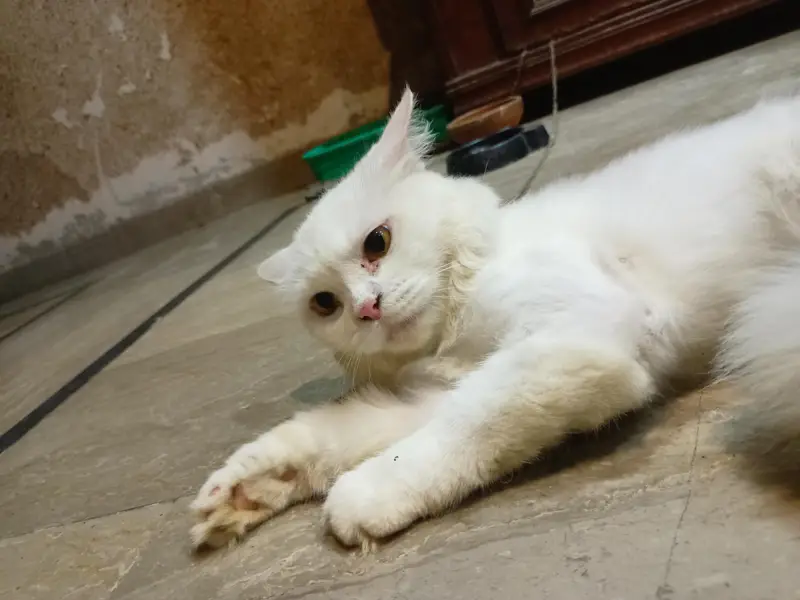 Femal persian Cat he Triple cot Brown Eyes ha Bht Zayada Friendly he — photo 2
