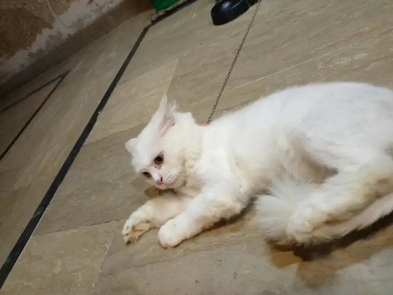 Femal persian Cat he Triple cot Brown Eyes ha Bht Zayada Friendly he — photo 3