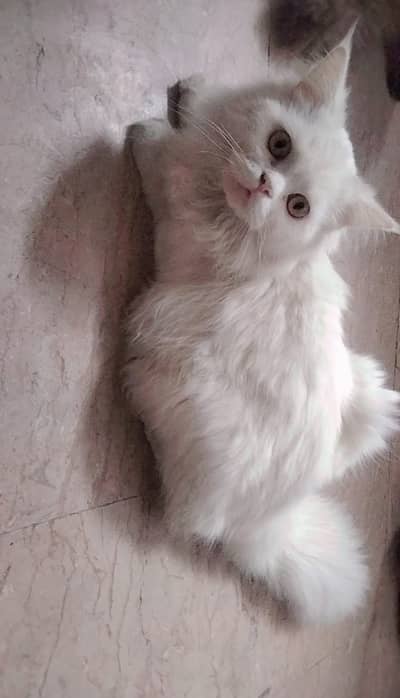 Cat sale