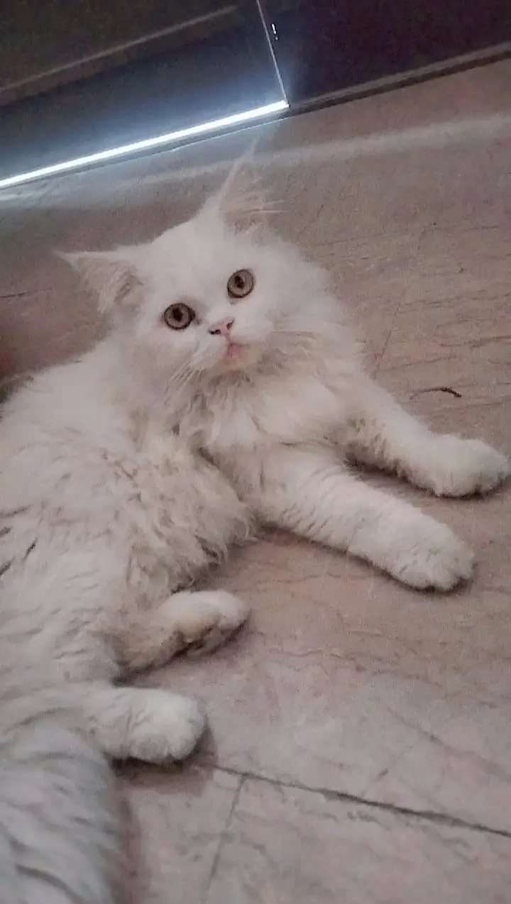 Cat sale — photo 2