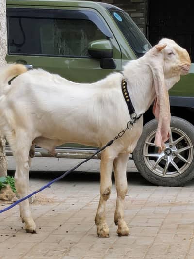 Gulabi Bakra and kamori bakri