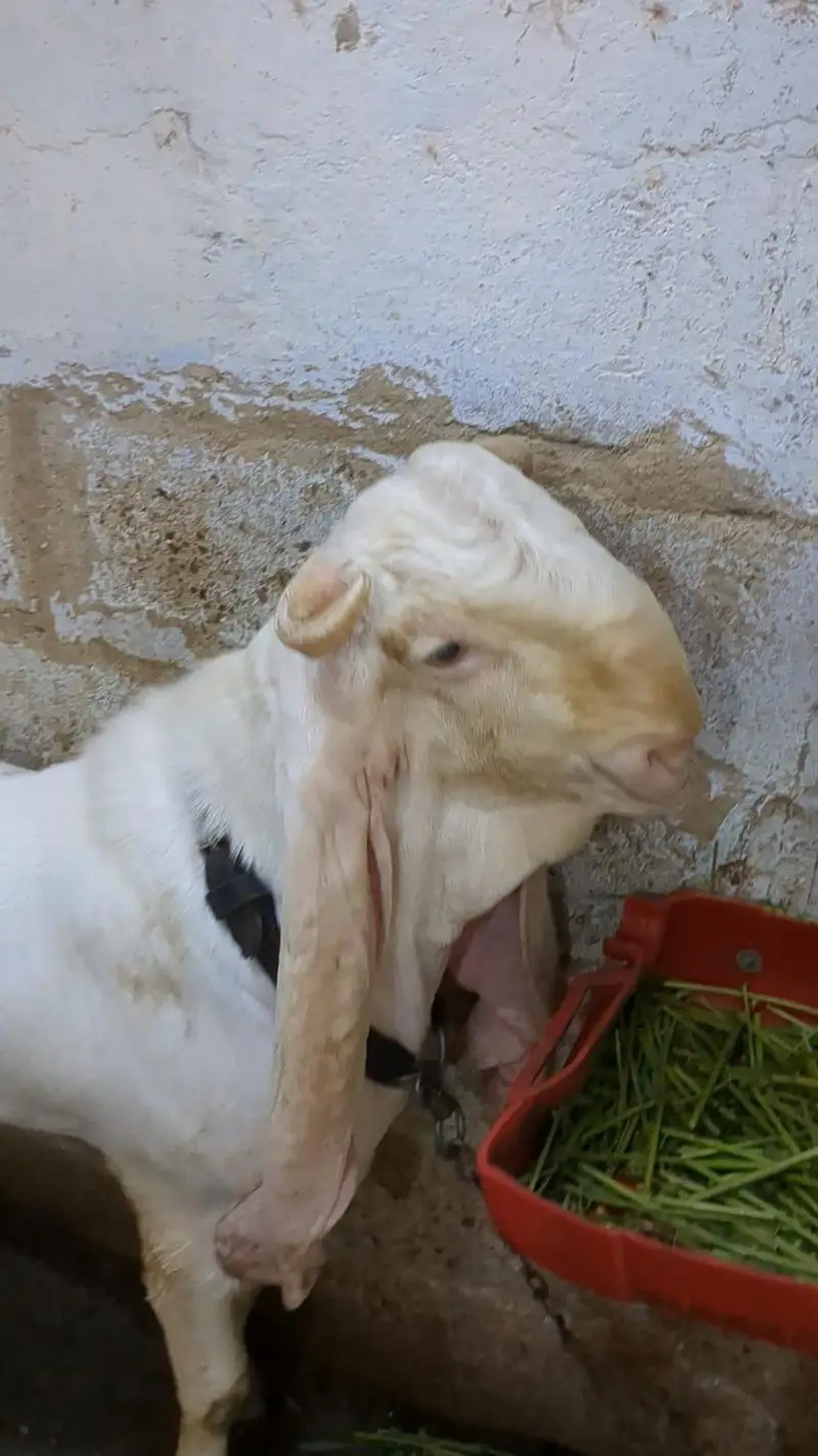 Gulabi Bakra and kamori bakri — photo 2