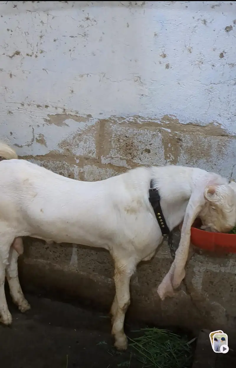 Gulabi Bakra and kamori bakri — photo 3