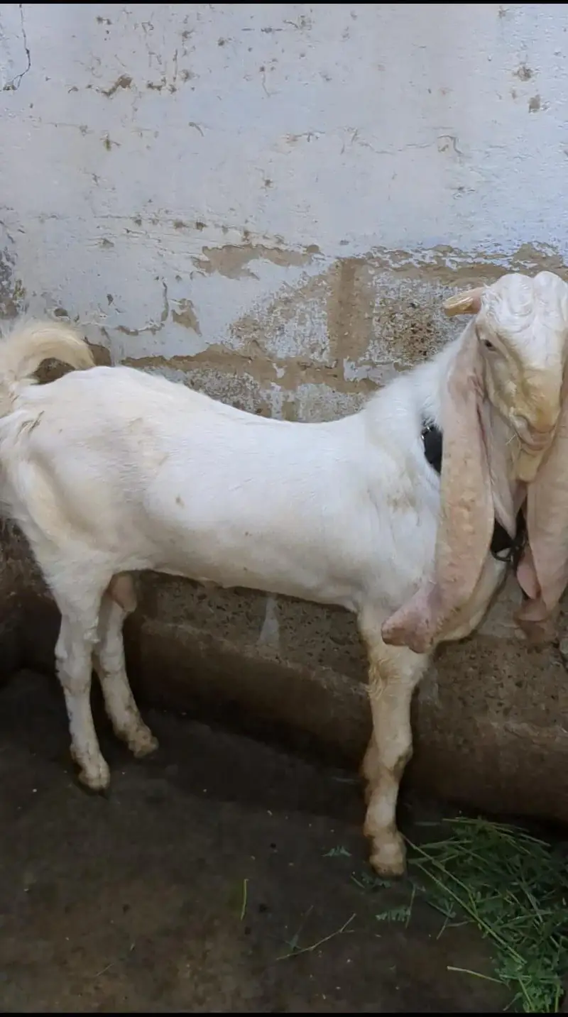 Gulabi Bakra and kamori bakri — photo 4