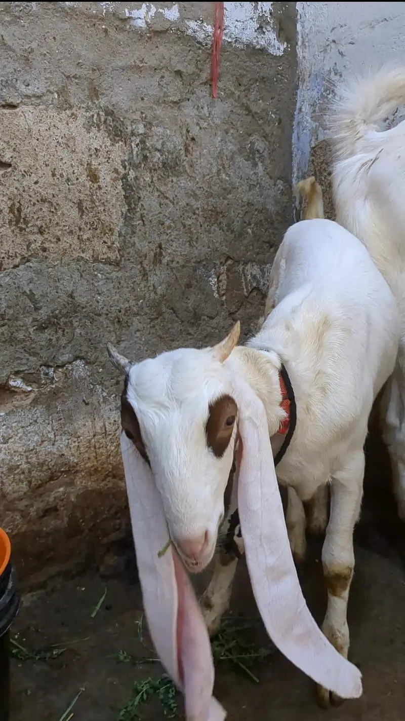 Gulabi Bakra and kamori bakri — photo 5