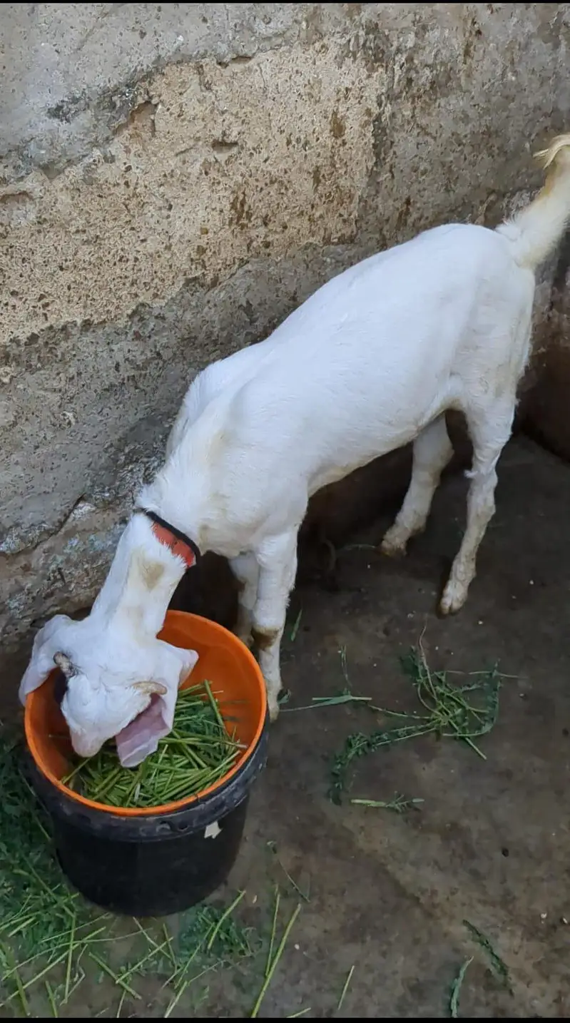Gulabi Bakra and kamori bakri — photo 6