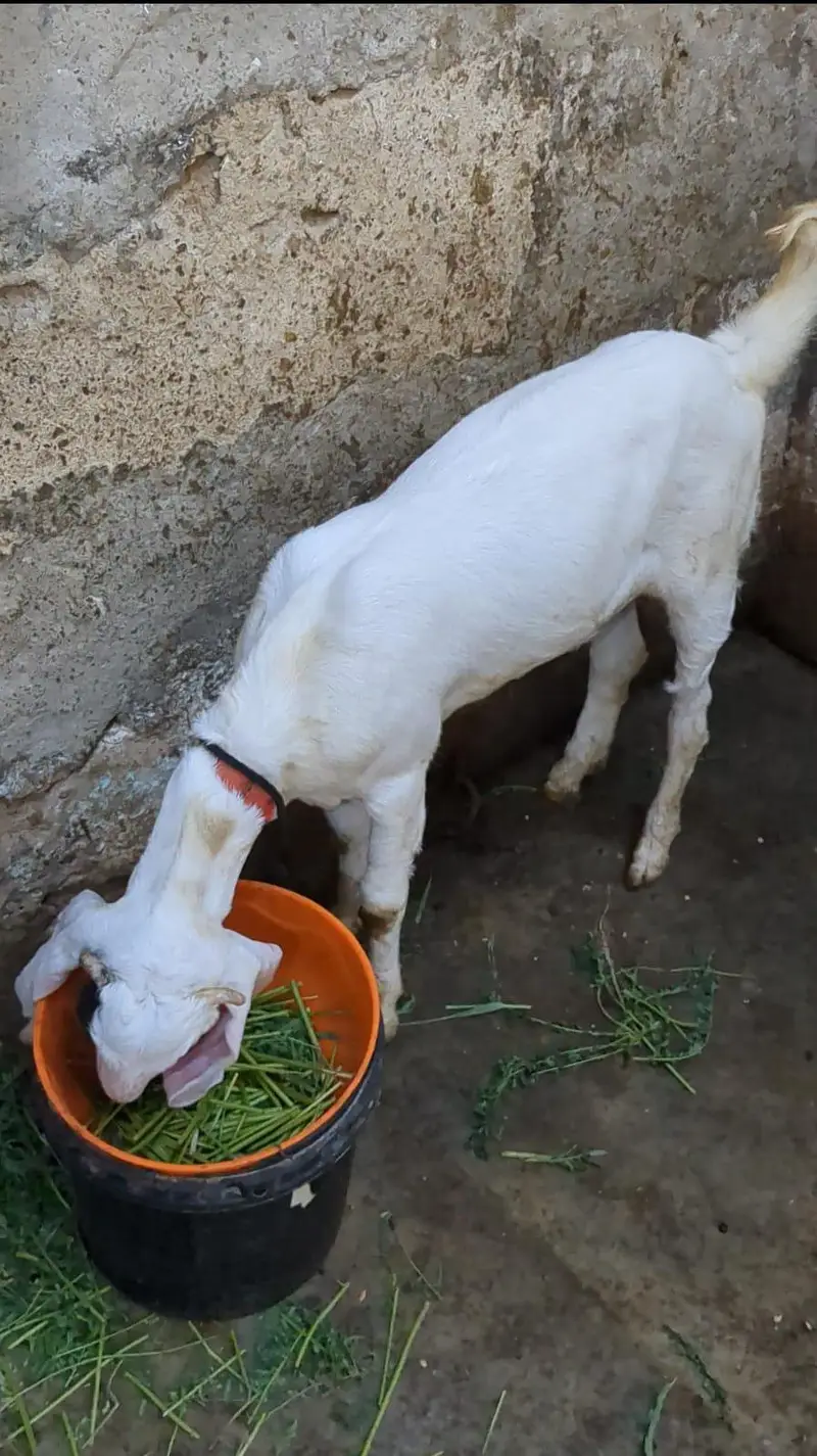 Gulabi Bakra and kamori bakri — photo 8