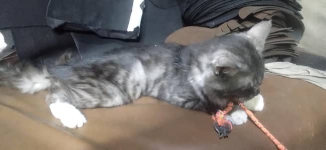 cat for sale health and active