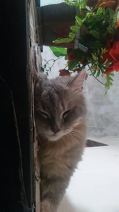 parshiyan cat