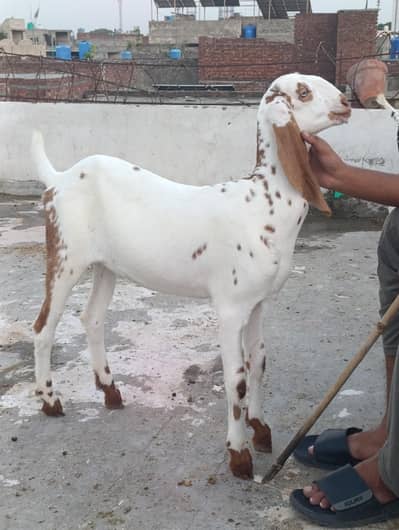 Pure Beatal Goats, 3 Females Kids, 1 Male Kid and 1 teddy Milking Goat
