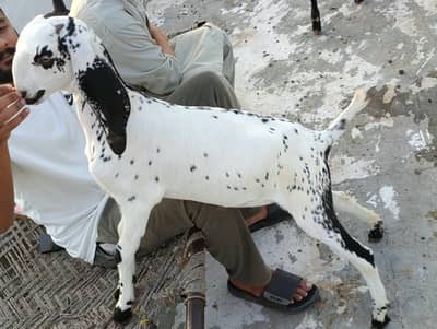Pure Beatal Goats, 3 Females Kids, 1 Male Kid and 1 teddy Milking Goat