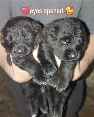 Black German shepherd puppy