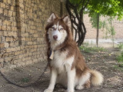 Siberian huskey canine dog train for kids