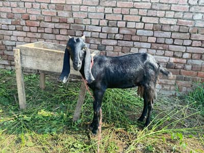 Female goat