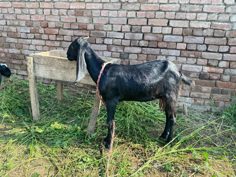 Female goat — photo 2