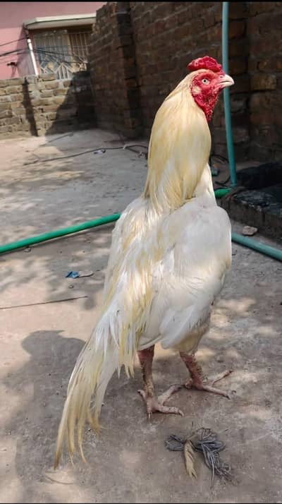 Heera boski Aseel