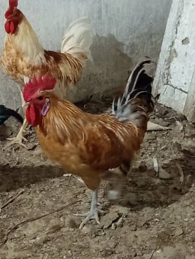Golden misri male for sale