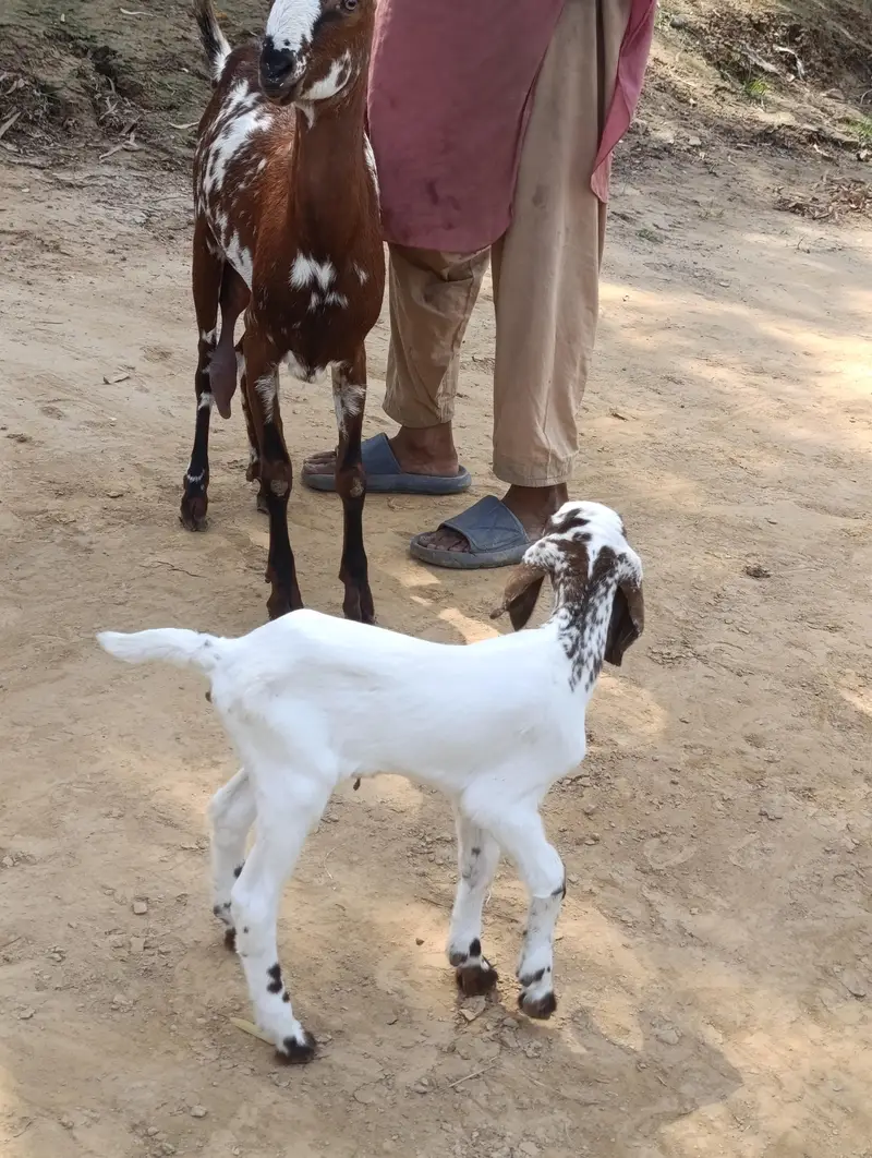 دودھ والی بکریاں — photo 3
