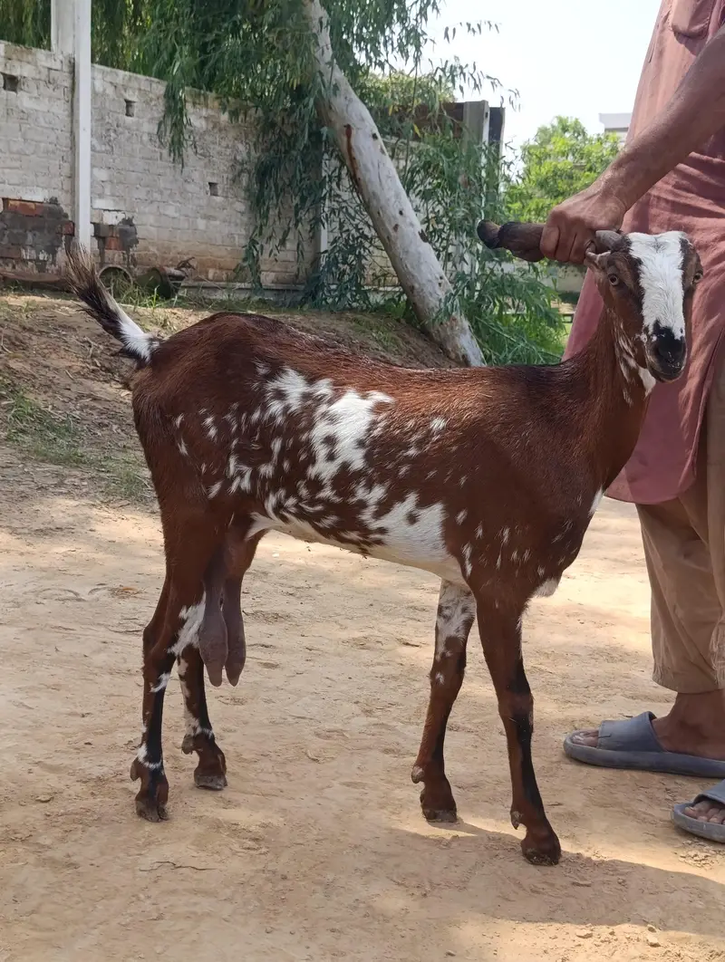 دودھ والی بکریاں — photo 4