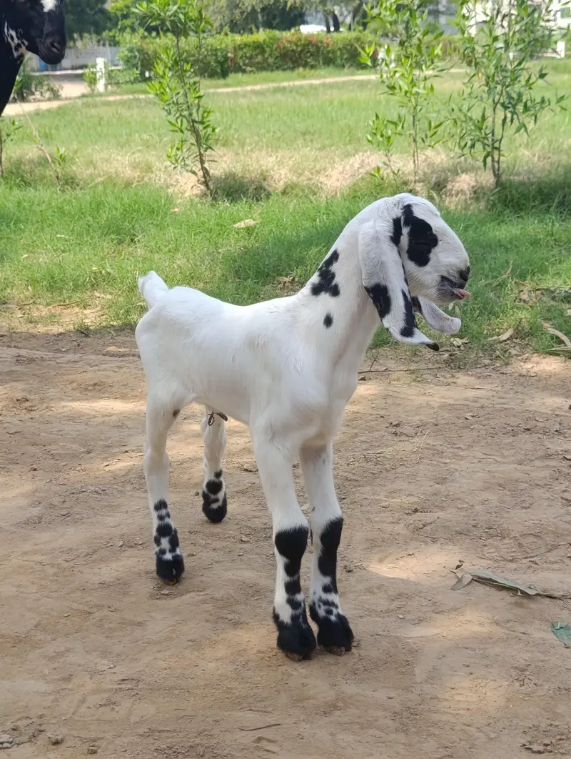 دودھ والی بکریاں — photo 7