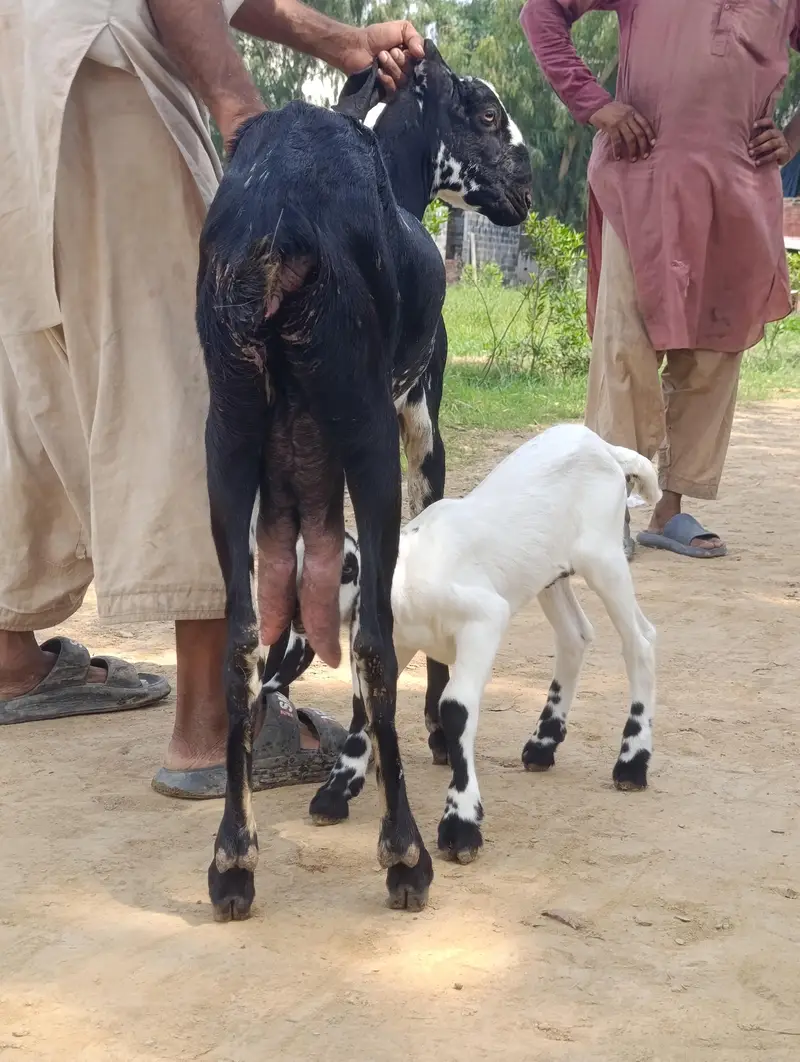 دودھ والی بکریاں — photo 8