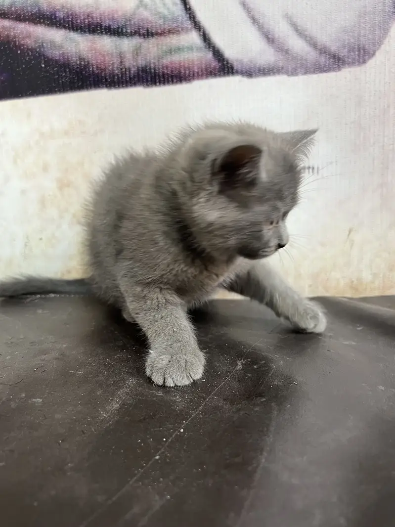 Urgent for sale 03047749656. Watsap — photo 2
