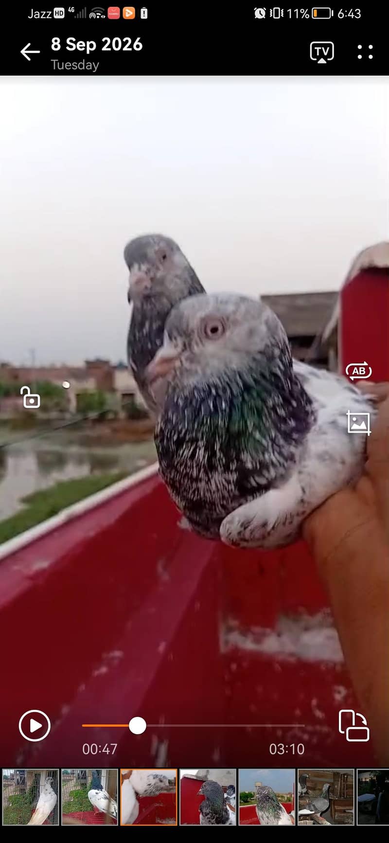 sialkoti, teddy, zeera, ferozpuri, cheena 1