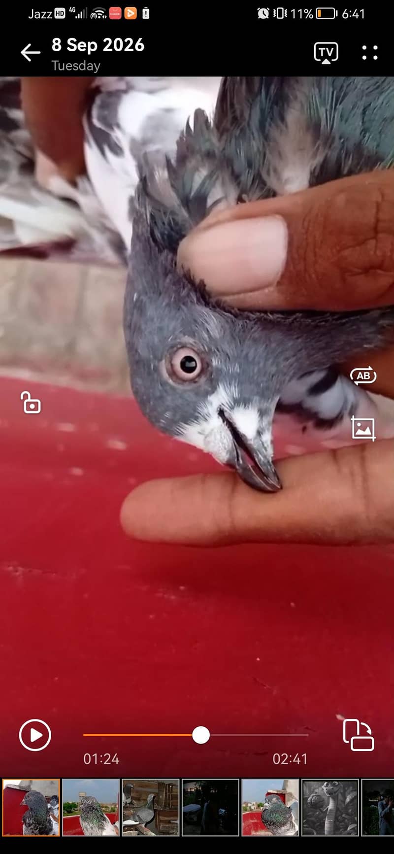 sialkoti, teddy, zeera, ferozpuri, cheena 4