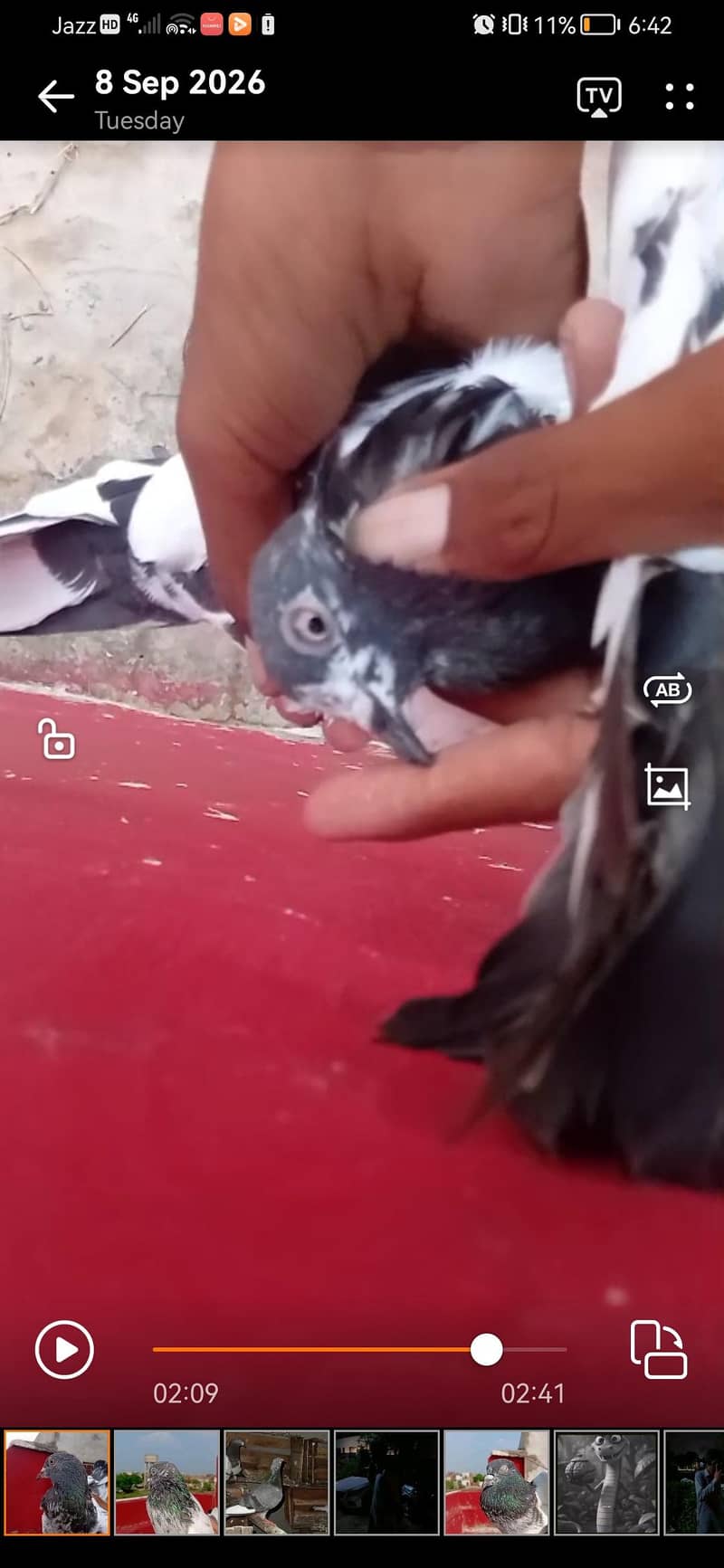 sialkoti, teddy, zeera, ferozpuri, cheena 6