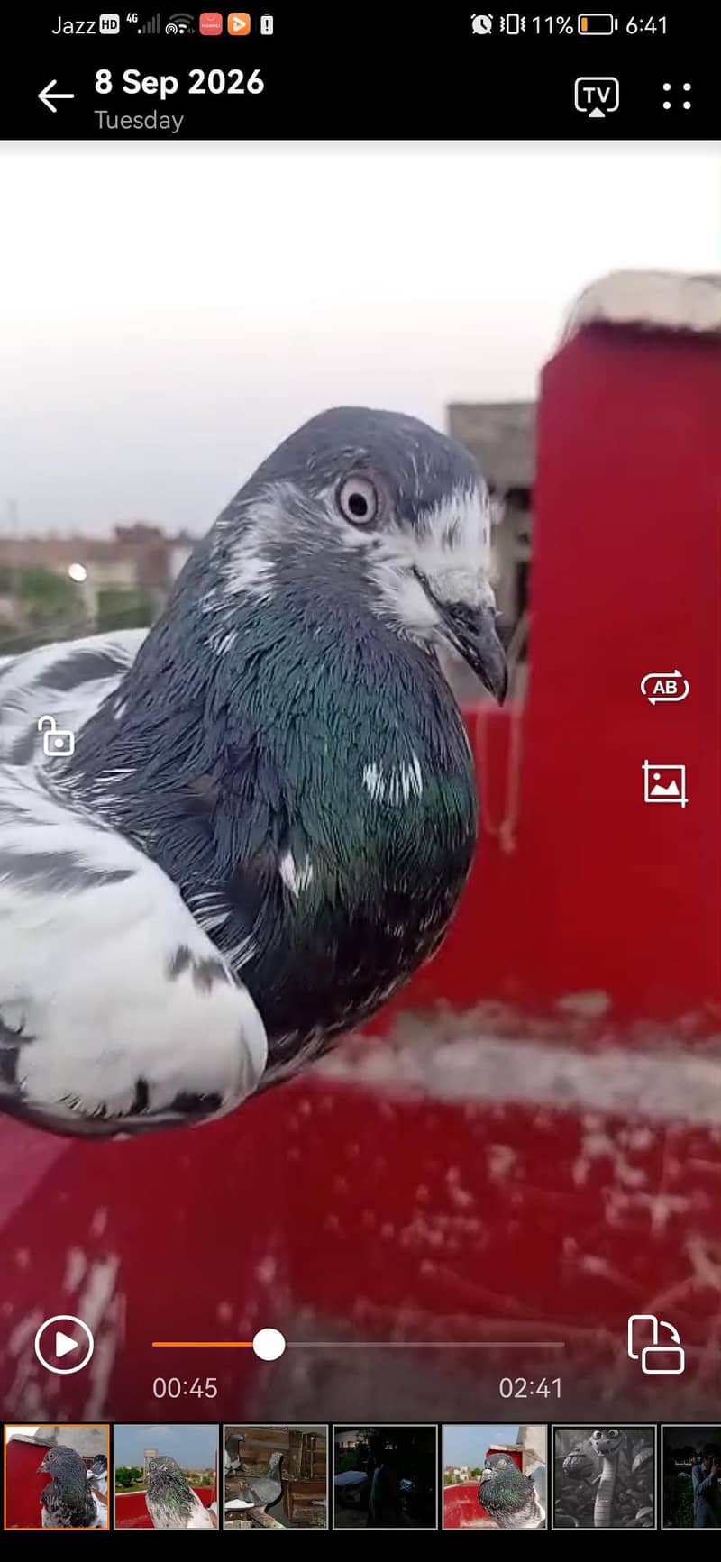 sialkoti, teddy, zeera, ferozpuri, cheena 7