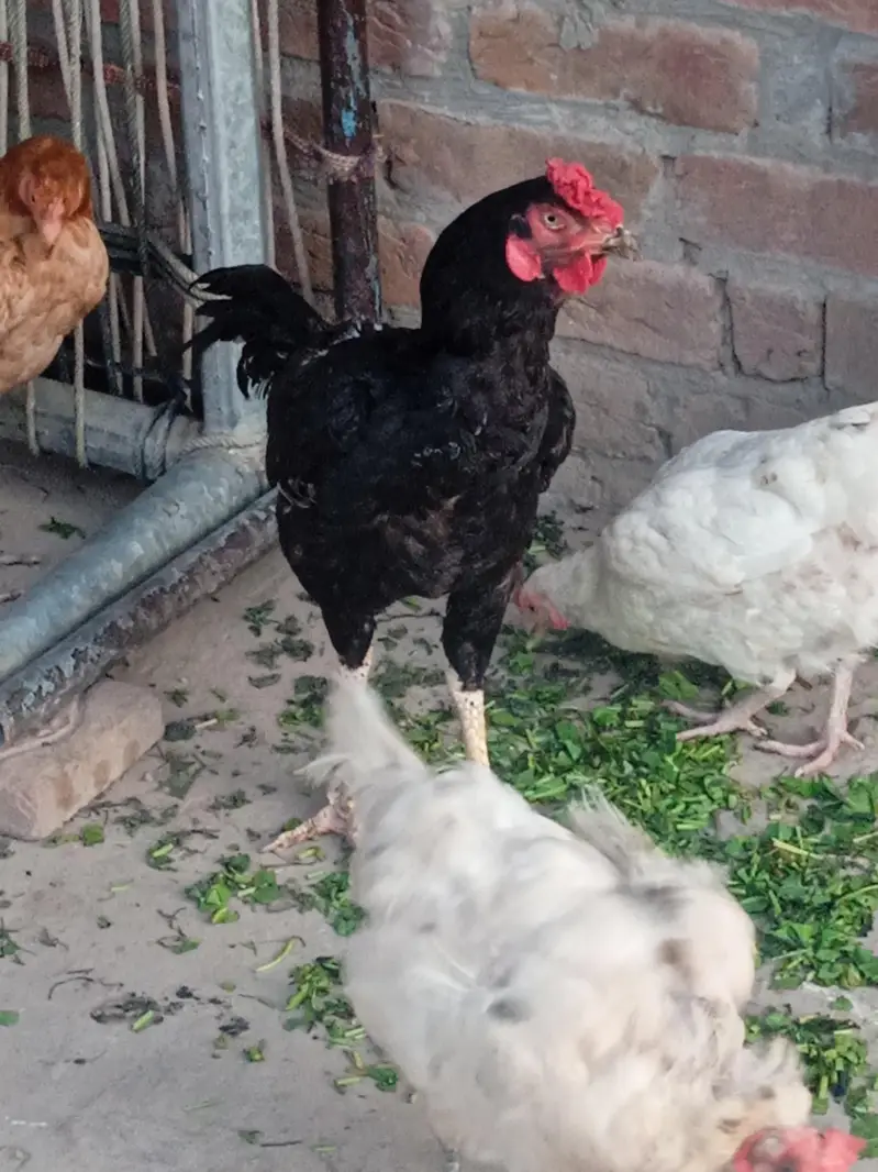 Black Mushki — photo 3