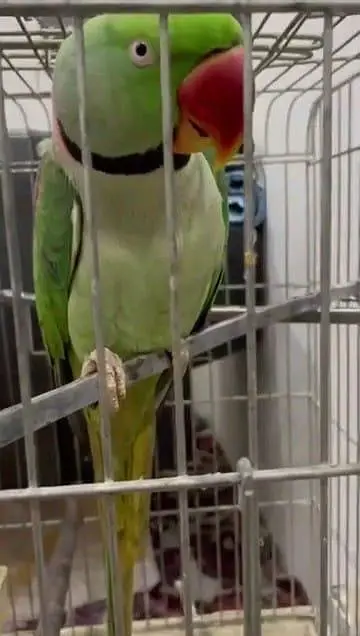 fisher parrot for sale Mel aur female my connect WhatsApp 03447870160 — photo 5