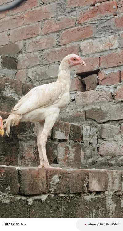 pure aseel patha pathya available