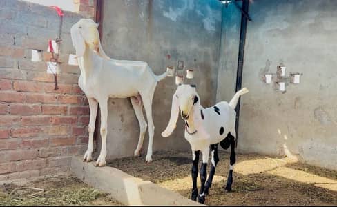 Pure rajanpuri bakri or sath 1 male bacha