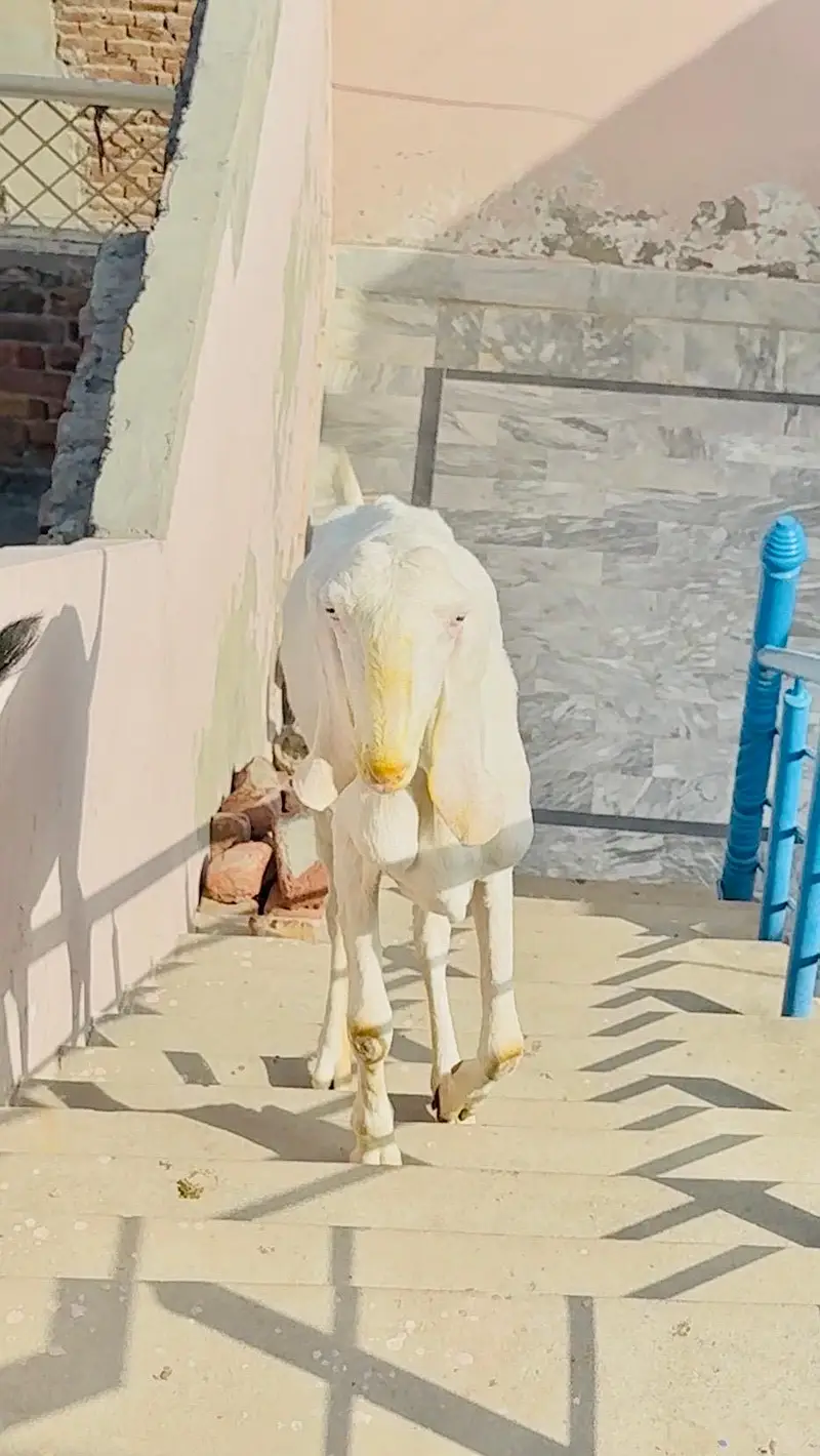 Pure rajanpuri bakri or sath 1 male bacha — photo 2
