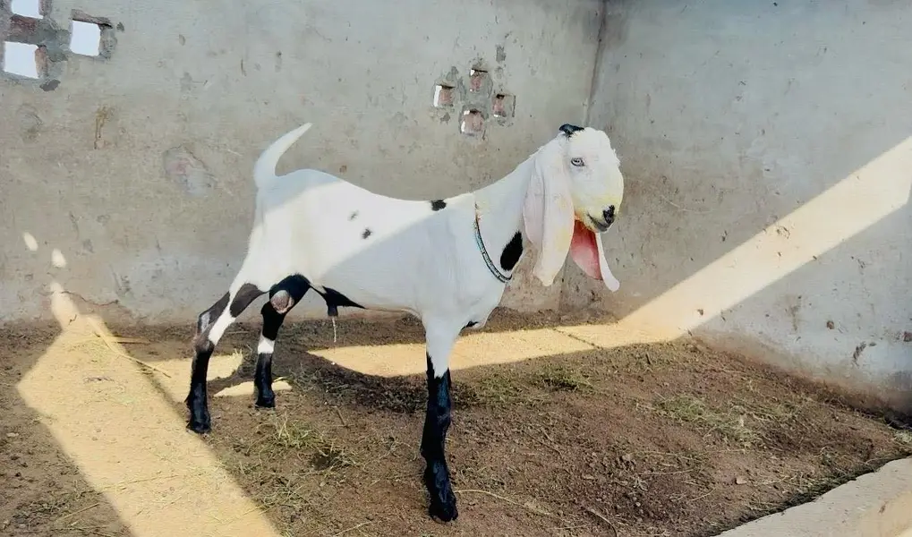 Pure rajanpuri bakri or sath 1 male bacha — photo 3