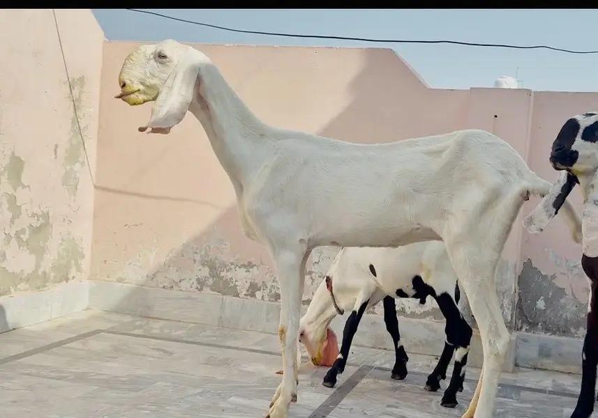 Pure rajanpuri bakri or sath 1 male bacha — photo 4