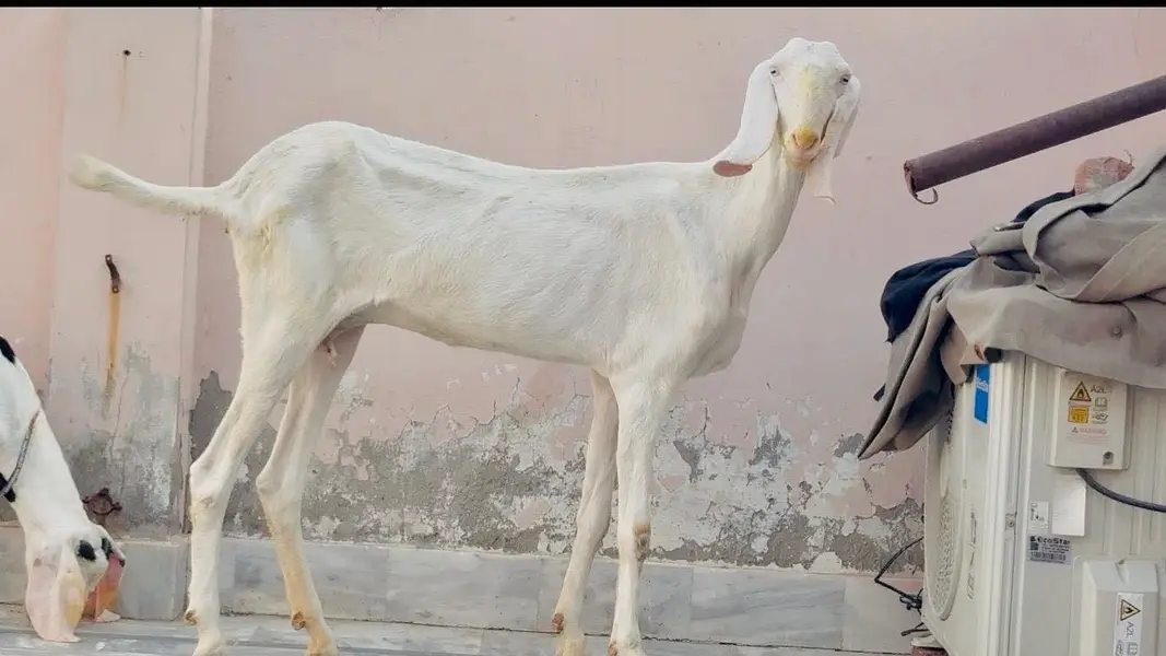 Pure rajanpuri bakri or sath 1 male bacha — photo 5