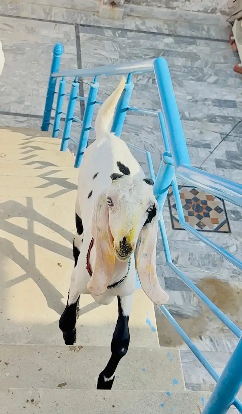 Pure rajanpuri bakri or sath 1 male bacha — photo 6