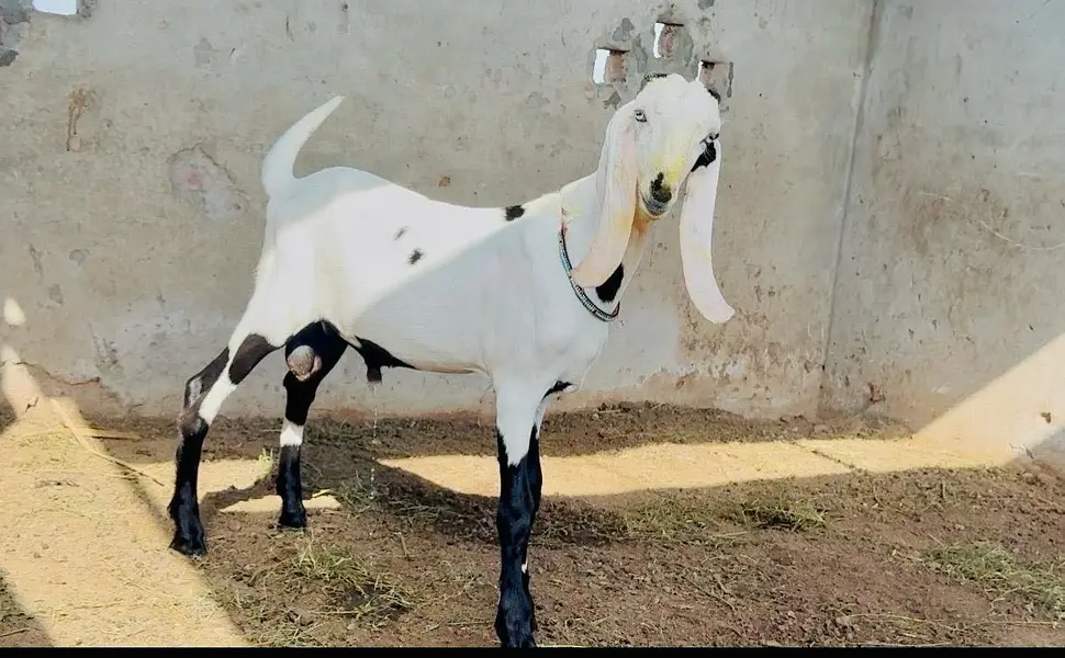 Pure rajanpuri bakri or sath 1 male bacha — photo 7